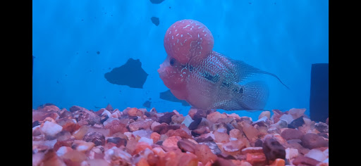 Joy Aquatics - Visual