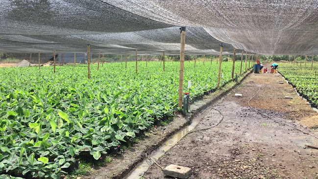 Viveros Ecuafoxsa