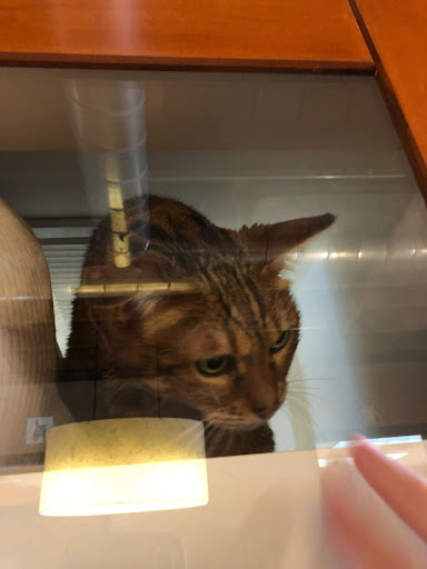 City Cat Clinic & Condos - Thumbnail
