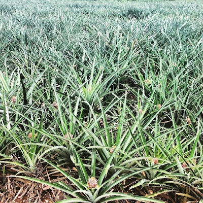 Photos of C-Farms