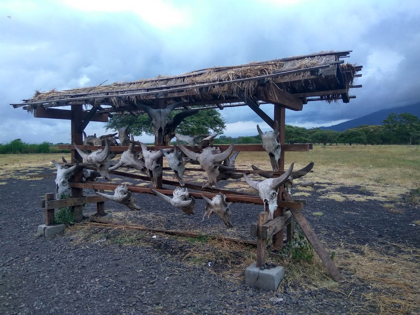 Fosil Kepala banteng - Fajar Wisnu S