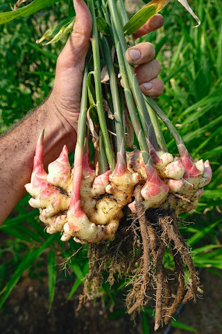 Forts Ferry Farm by null