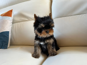 Photo n°4 de Elevage Du Manoir De La Corbie à Putanges-le-Lac (Éleveur de chats)