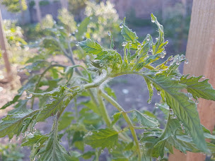 Photo n°24 de HOTEL RESTAURANT DES VOYAGEURS à Nant (Restaurant français)