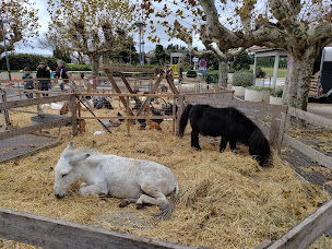 Photo n°7 de La Mini ferme du Ventoux des ecuries de Bacchus à Reilhanette (Promenade)