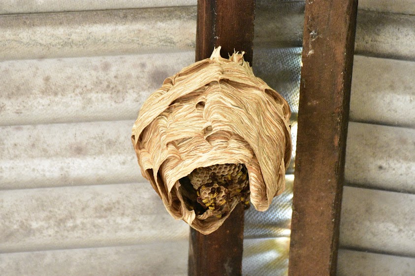 JB3D Environnement 85 Taupier, Destruction nid de frelons guêpes, Dératisation, Pigeon, Taupe Vendée