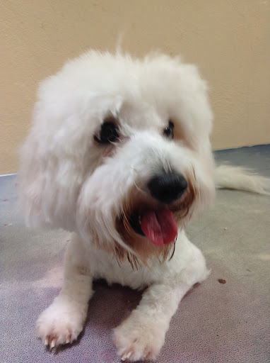 Dra. Emmy Clinica Veterinaria y Perruqueria - Thumbnail