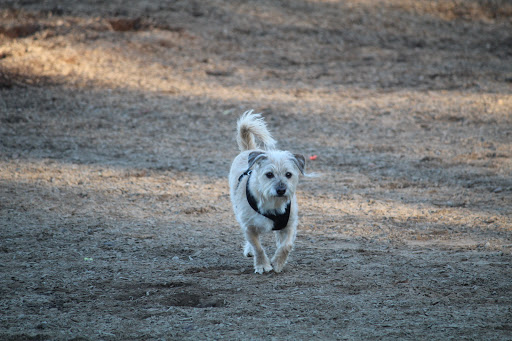 Ragle Ranch Dog Park - Thumbnail