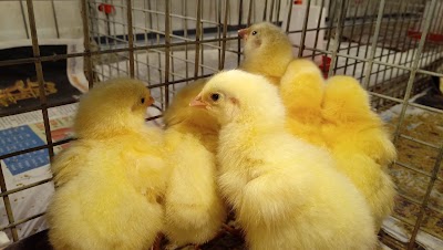 Photos of Shivam Hatchery & Feed Industries Pvt. Ltd.