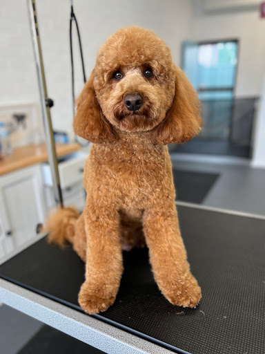 T Mills & Co Dog Grooming