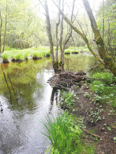 Östermoskogen - Visual