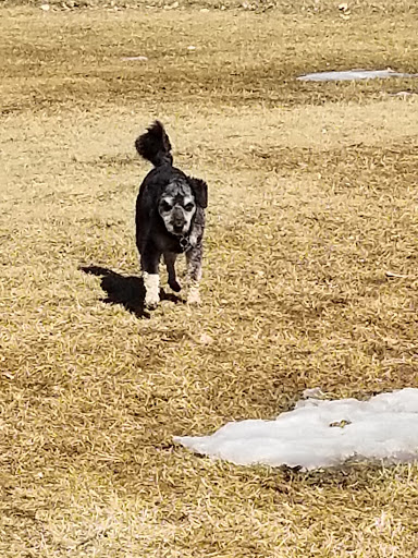 Azilda Dog Park Logo