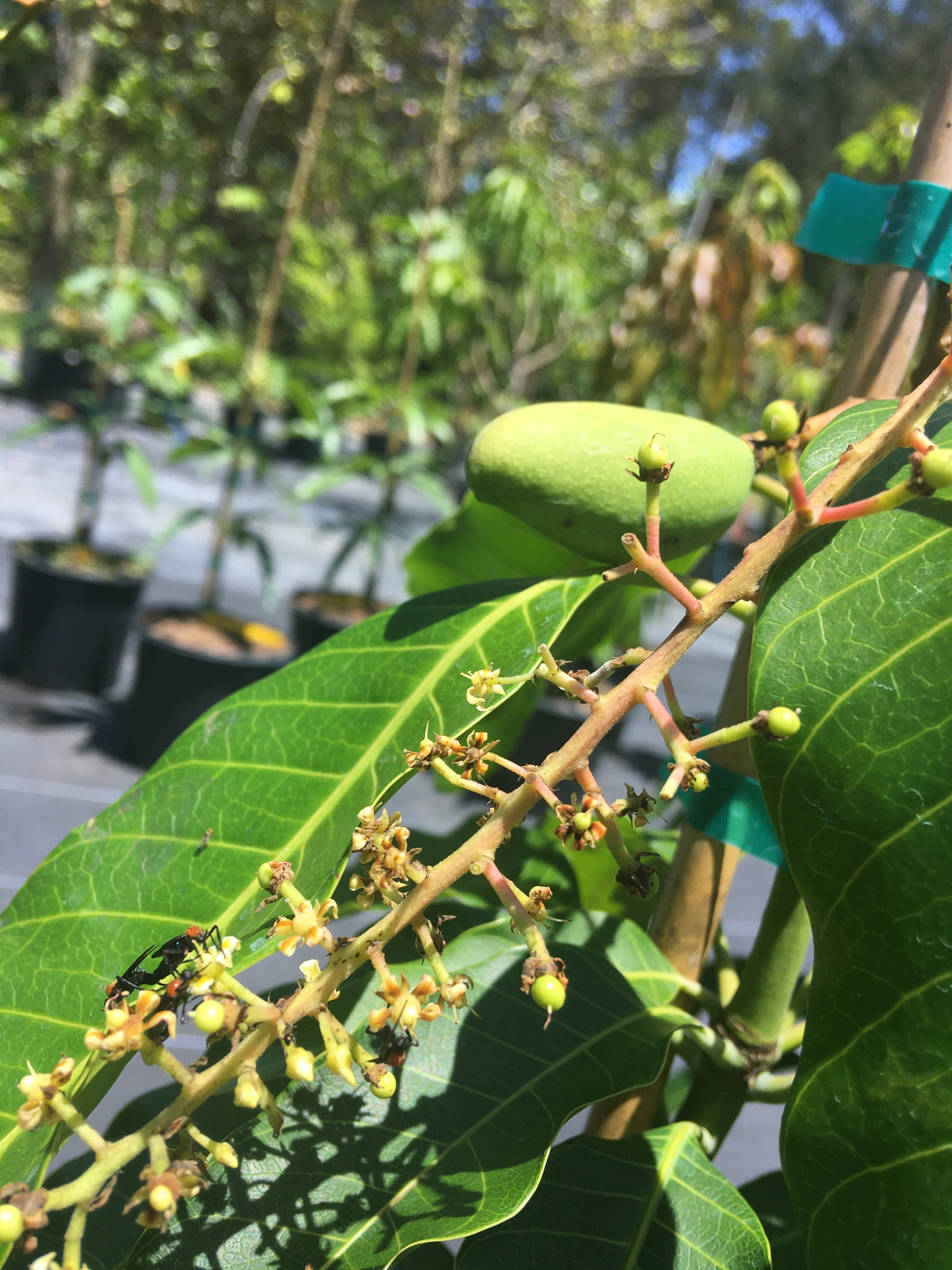 NOFO GROVES Nursery