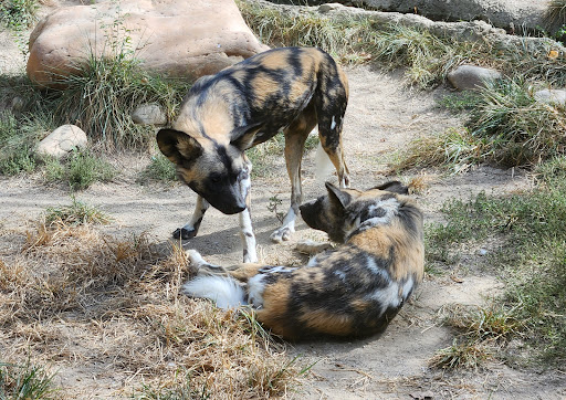 Painted Dog Valley - Thumbnail