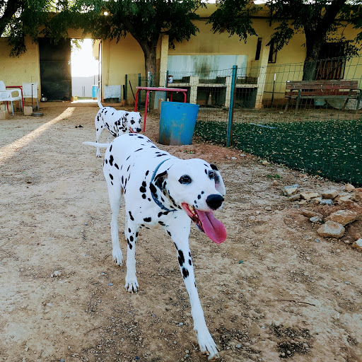 Hotel para perros Centro Canino Valentia-Educación Canina, Adiestramiento, Residencia y Formación