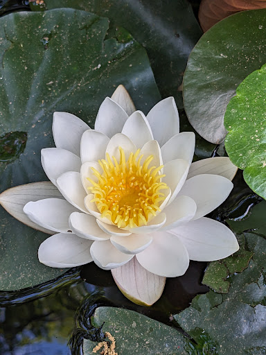 Il Giardino del Borgo - Thumbnail