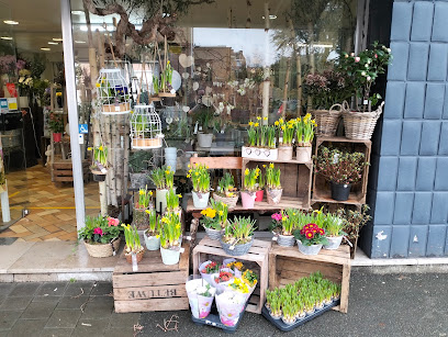 Les fleurs d'Anthorium