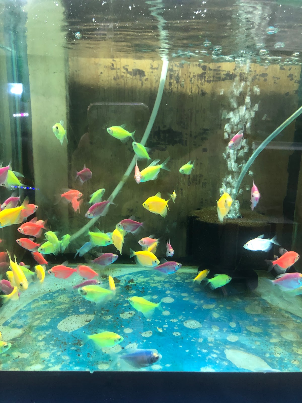 Shyma ornamental fishes & birds - صورة 4