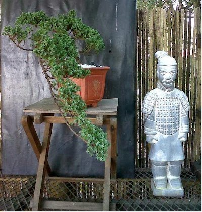 Photos of Bonsai Boyz Kzn