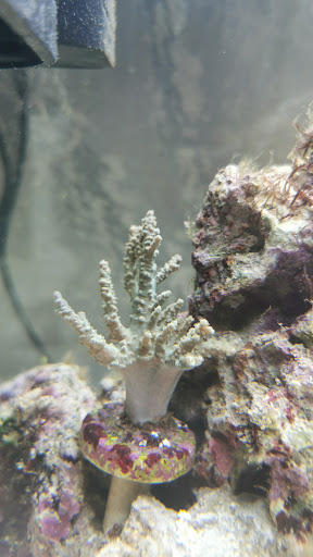 Corals World - Visual