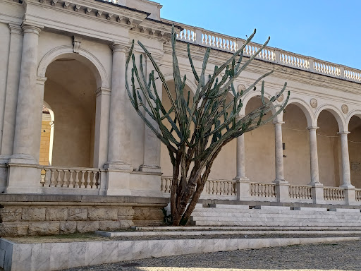 Cactus secolare - Visual