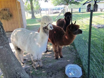 Lucky Starr Alpacas