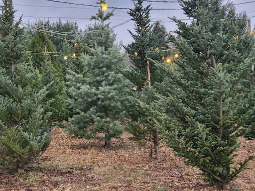 Mr Tree Farm - Visual