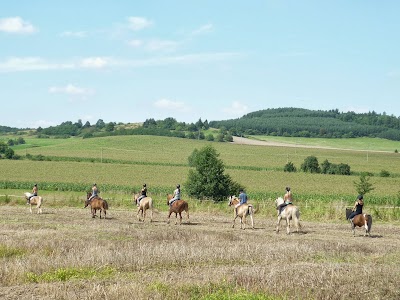 Photos of Horses in Thorns