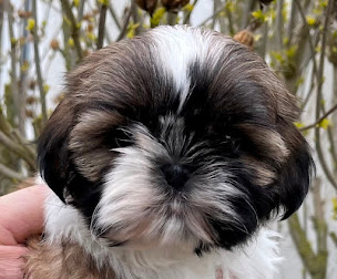 Photo n°33 de élevage des Merveilles d'Océane à Saint-Firmin-des-Bois (Magasin d'articles pour animaux)