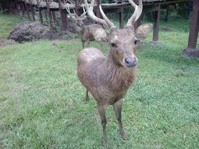 Photos of Penangkaran Rusa Cariu