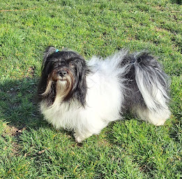 Photo n°9 de Ô P'tit Havanais Gourmand à Saint-Cyr-en-Talmondais (Éleveur de chiens)