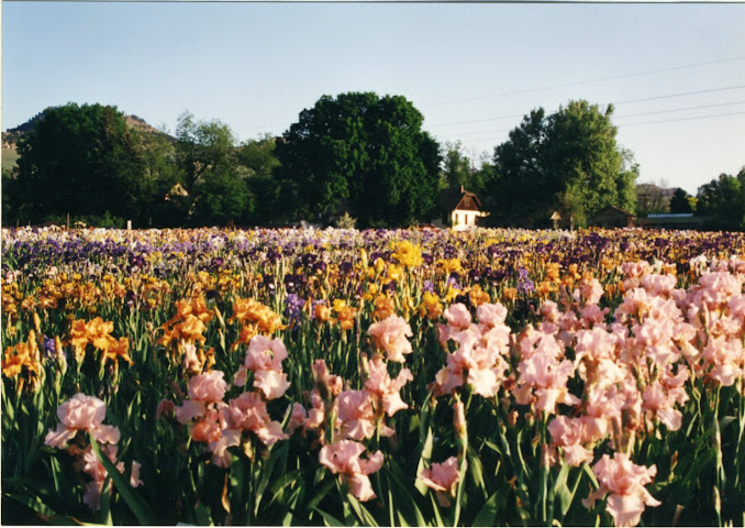 Long's Gardens by null