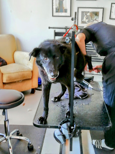 Bob the Dog Shop & Grooming - Thumbnail