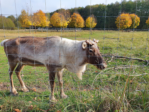 Wildtierpark Hohenbruch - Thumbnail