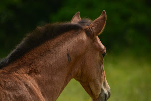 Photo n°24 de Le Pré Danseur à Talmont-Saint-Hilaire (Complexe sportif)
