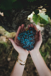 Photo n°20 de Château Barbebelle - Cave, hébergements et mariages à Rognes (Vignoble)