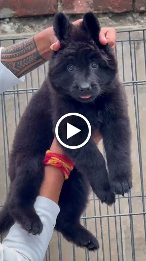 Z black German shepherd puppy available in ahmedabad 🐶 post image