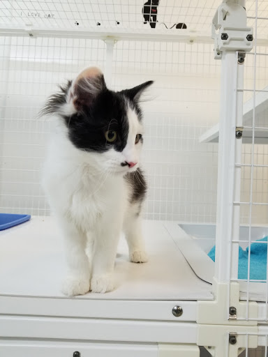 Sullivan County Humane Society Gallery - United States