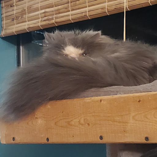 Patton Veterinary Clinic - Thumbnail