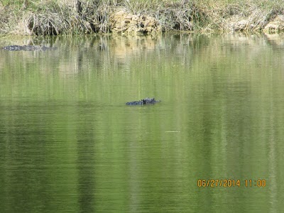 Photos of Okaloacoochee Slough State Forest
