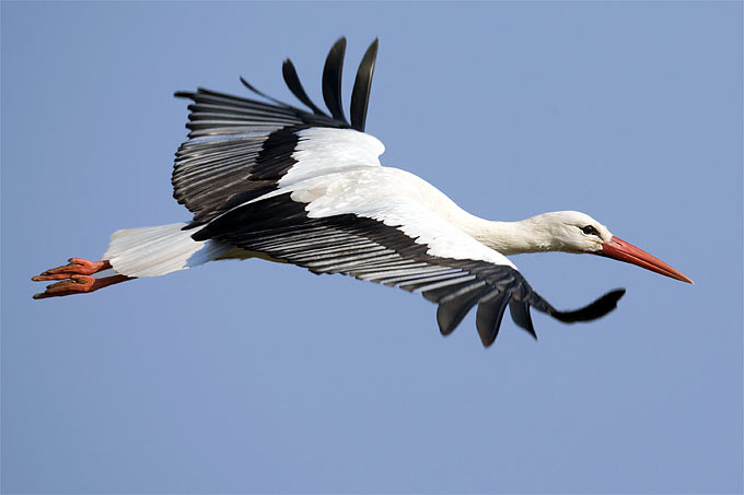 NABU (Naturschutzbund) Niedersachsen e.V.