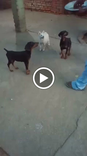 Fully vaccinated show line Doberman puppies available for sale in Ranchi.. post image