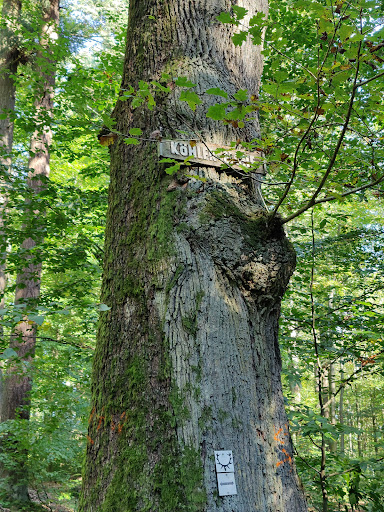 Köhler-Eiche - Visual