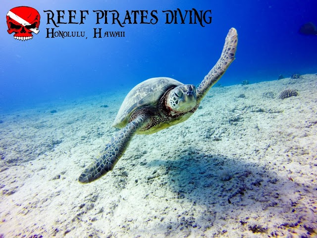 Reef Pirates Diving