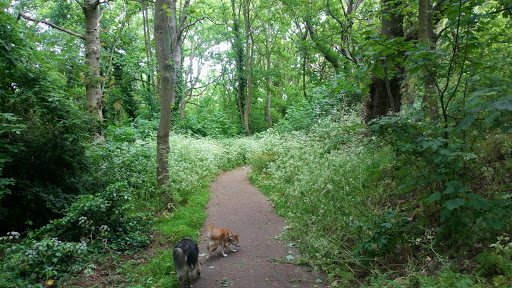 Blackheath Woods