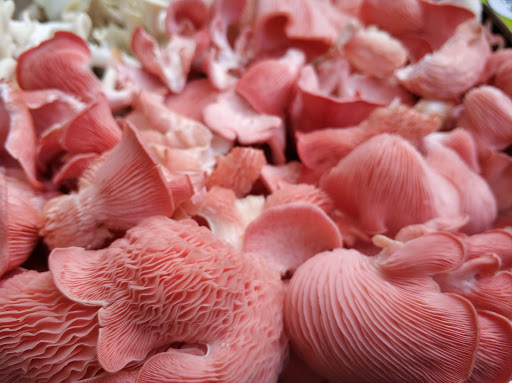 Funghi Farm Mallorca - Thumbnail