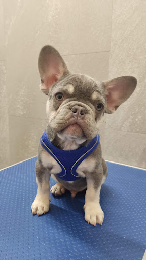 Mobile Pet Vaccination Service Ltd. - Thumbnail