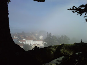 Photo n°7 de Philippe Sudan Elagage à Le Cellier (Service d'élagage)