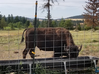 H2H Bison Ranch