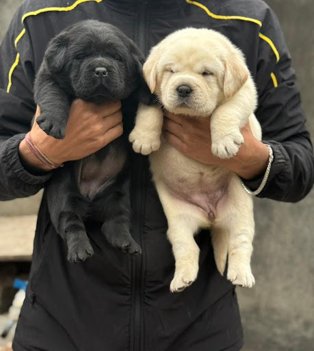 Heavy bone Labrador puppy available for pet lover's, for more details please call or whatsapp me... post image